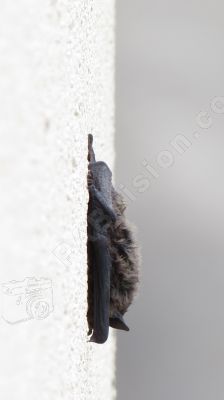 Aucun problème d'adhérence pour cette chauve-souris à la verticale - Photo libre de droit - PABvision.com