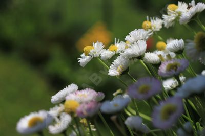 La beauté de la nature - Photo libre de droit - PABvision.com