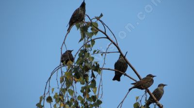 Des tourneaux sur leur observatoire - Photo libre de droit - PABvision.com