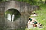 L'heure de la sieste pour ces canards.