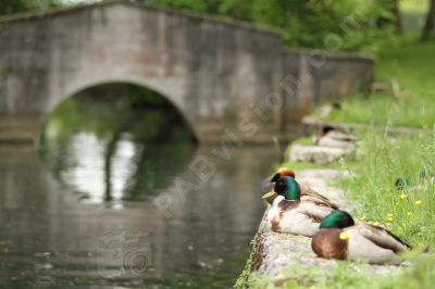 L'heure de la sieste pour ces canards. - Photo libre de droit - PABvision.com
