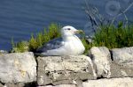 Goland  au bord de l'eau