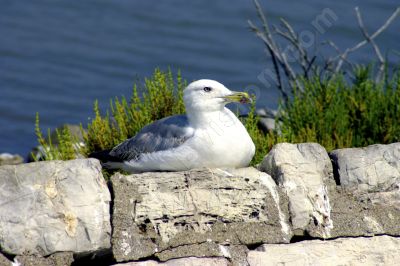 Goéland au bord de l'eau - Photo libre de droit - PABvision.com
