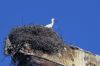 Cigogne sur son nid