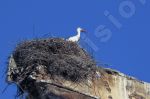 Cigogne sur son nid