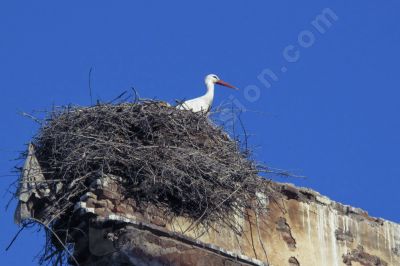 Cigogne sur son nid - Photo libre de droit - PABvision.com