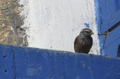 Un oiseau curieux - Photo libre de droit - PABvision.com