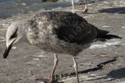 Gros plan sur un Albatros - Photo libre de droit - PABvision.com