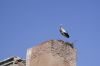 Cigogne sur son nid