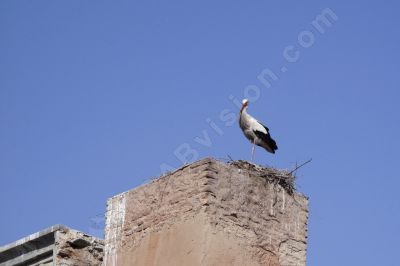 Cigogne sur son nid - Photo libre de droit - PABvision.com