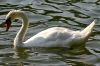 Cygne sur l'eau
