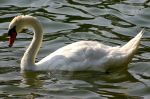 Cygne sur l'eau