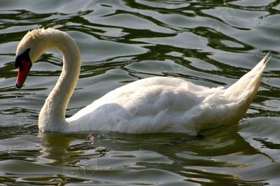 Cygne sur l'eau - Photo libre de droit - PABvision.com