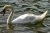 Cygne sur l'eau - Photos