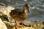 Canard  au bord de l'eau